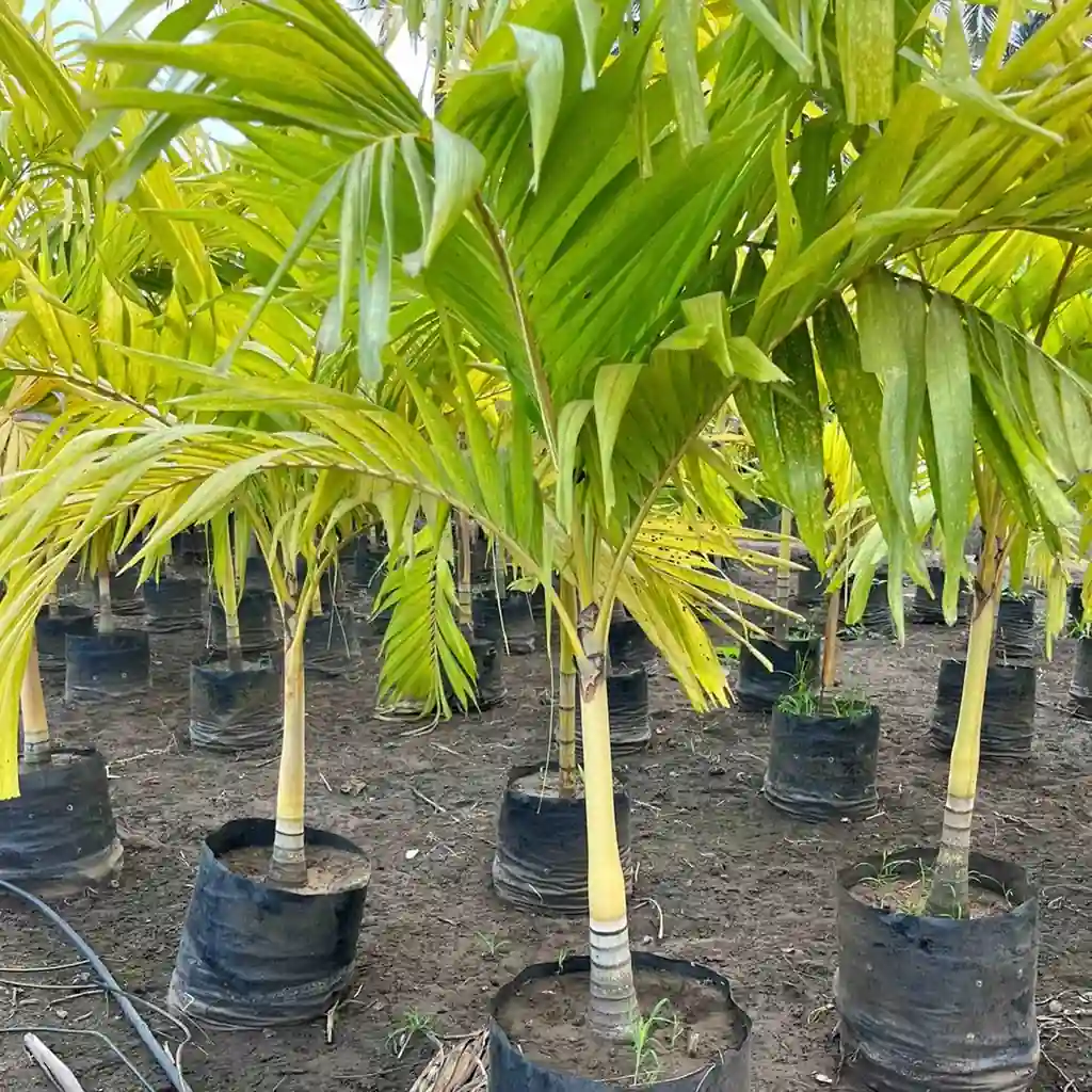 Vichiya palm